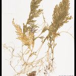 Selaginella conduplicata 叶