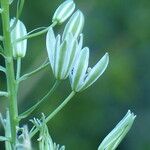 Ornithogalum narbonense Flower