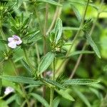 Satureja hortensis Blad