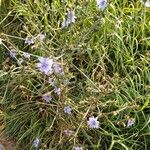 Cichorium endiviaΛουλούδι