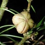 Adelia triloba Fruit