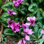 Cyclamen repandum Hábito