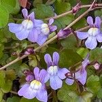 Cymbalaria muralis Flor