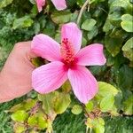 Hibiscus rosa-sinensis Квітка