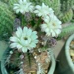 Gymnocalycium anisitsii Кветка