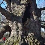 Quercus petraea പുറംതൊലി