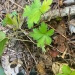 Sanicula canadensis Feuille