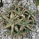 Aloe rauhii 葉