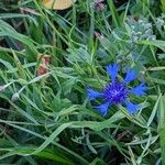 Centaurea cyanus Hábitos