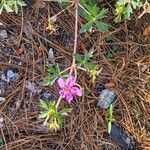 Geranium viscosissimum Blomst