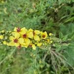 Verbascum nigrumFlor