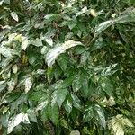 Ficus aspera Other