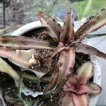 Cryptanthus bivittatus Blad