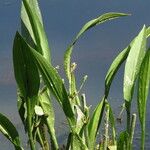 Alisma plantago-aquatica Folio