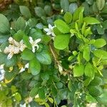 Murraya paniculata Квітка