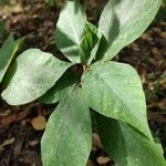 Ficus erecta Levél