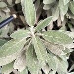 Salvia officinalisYaprak