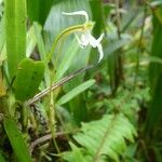 Jumellea exilis Flower