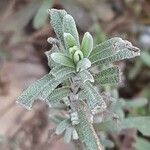 Lavandula angustifolia Levél