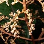Miconia punctata Arall