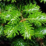 Abies koreana Leaf