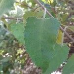 Buddleja dysophylla Leaf