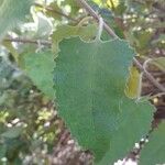 Buddleja dysophylla Blad