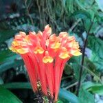 Scutellaria costaricana Kukka