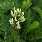 Astragalus cicer Flower