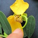 Senna pallida 花