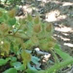 Rubus phoenicolasius Habit