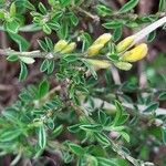 Genista pilosa Blatt