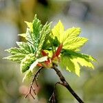 Acer japonicum Ліст