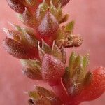 Crassula tillaea Flower