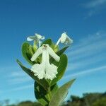 Oxera neriifolia Flor