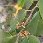 Dalbergia ecastaphyllum Flors