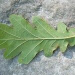 Quercus robur Levél
