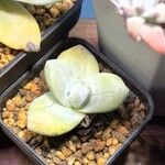 Dudleya pachyphytum List