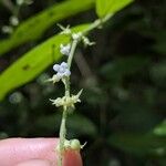 Gonzalagunia rudis Flower