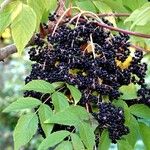 Aralia elata Fruit