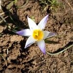 Romulea arnaudii 花