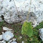 Ranunculus thora Leaf