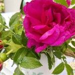 Rosa rugosaFlower