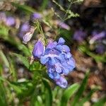 Penstemon scariosus Flor