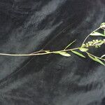 Polygala persicariifolia Характер