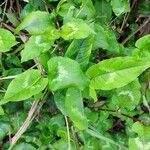 Persicaria chinensis برگ