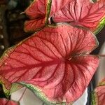 Caladium humboldtii List