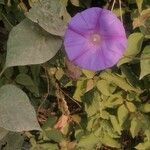 Ipomoea indicaFlower