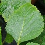 Plectranthus fruticosus Blatt