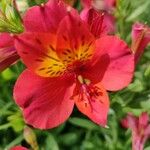 Alstroemeria aurea 花